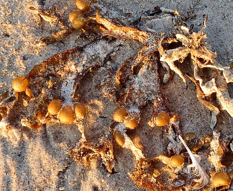 beneficios del fucus