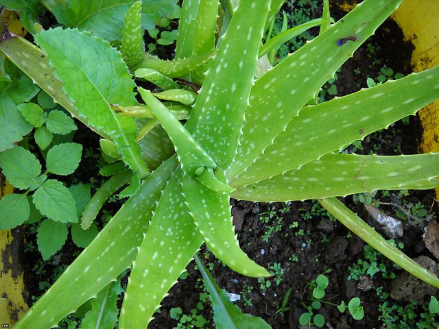 aloe vera