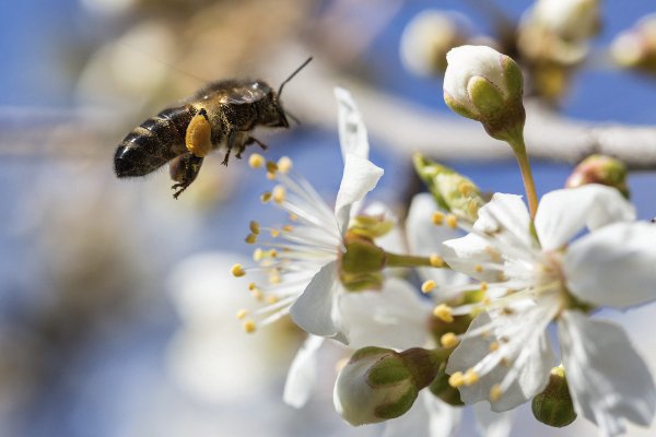 Las abejas en el mundo cosmético