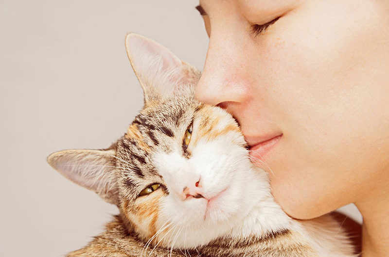 Enfermedades que transmiten los gatos a los humanos