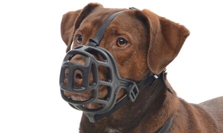 ¿Cuánto tiempo se puede usar un bozal para perro de forma segura?