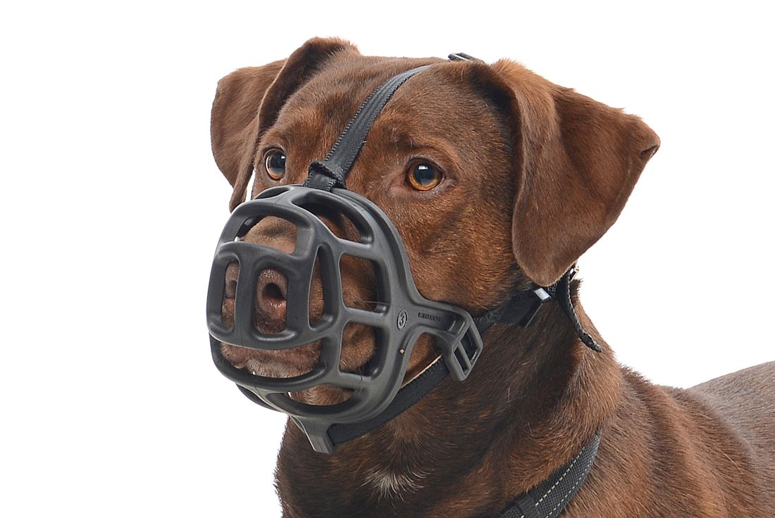 ¿Cuánto tiempo se puede usar un bozal para perro de forma segura?